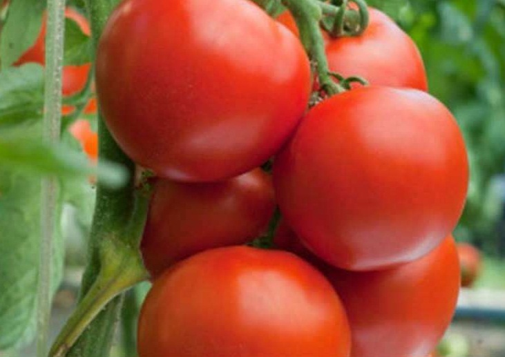 TOMATO  BUNCH OF VITAMINS FOR HUMAN HEALTH,….SEE IT.