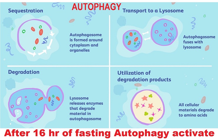 THE POWER OF AUTOPHAGY: HOW IT IMPACT HUMAN HEALTH