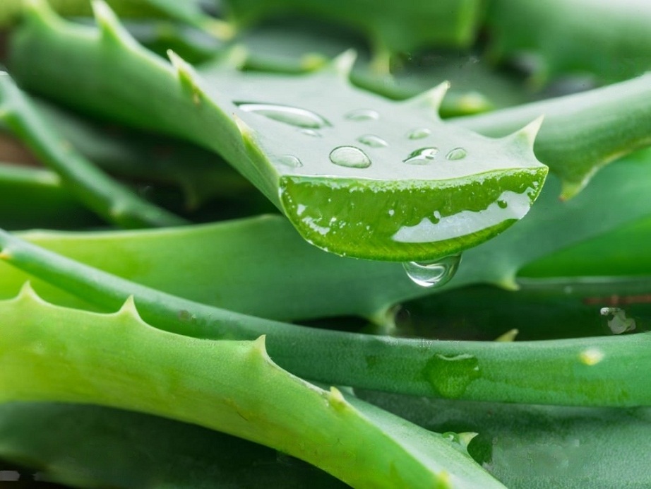 NATURE’S MEDICINE FOR HUMAN HEALTH: ALOE-VERA