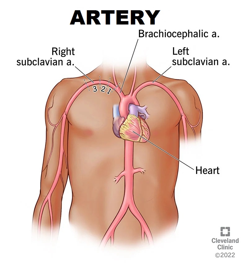 HEALTHY FOOD TO NATURALLY UNCLOG ARTERIESTHE NUTRIENT -PACKED CHOICES