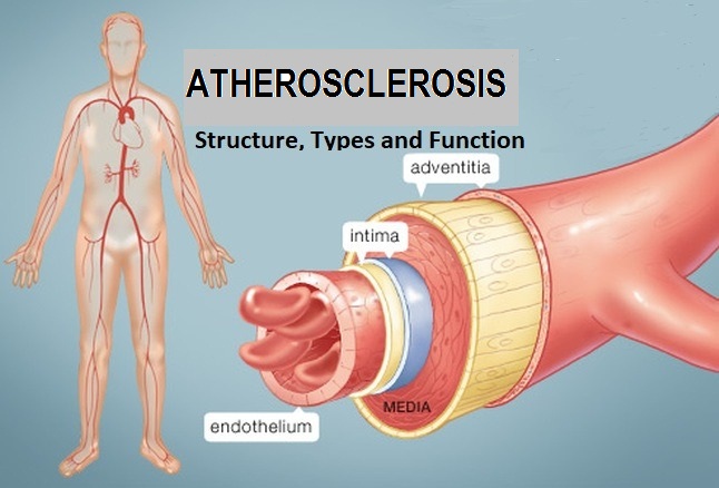 PROMOTING ARTERIAL HEALTH:THE ROLE OF VITAMIN K AND NITRIC OXIDE IN ATHEROSCLEROSIS PREVENTION