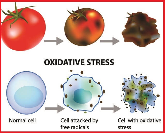 UNDERSTANDING OXIDATIVE STRESS: EFFECTIVE WAYS TO COMBAT IT.